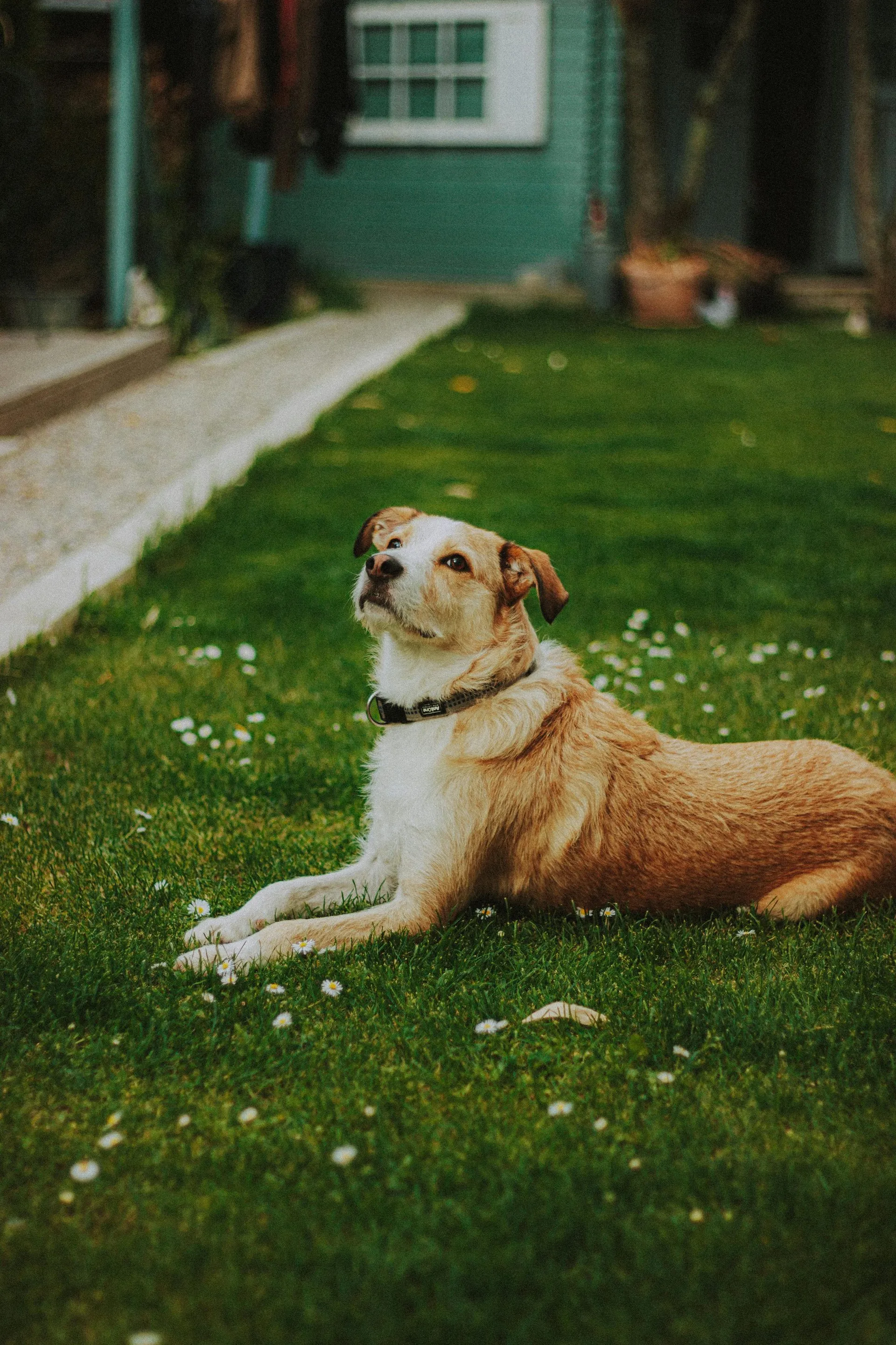 Happy dog relaxing on a green lawn